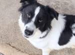 Katja unser Colliemix