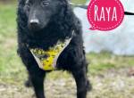 Raya - zart wie eine Mimosenblüte