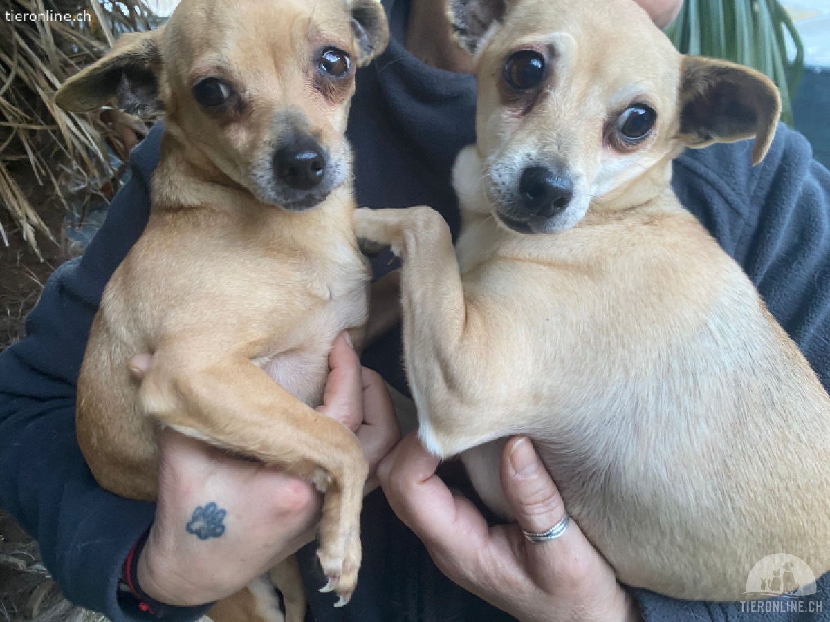 Milù e stellina