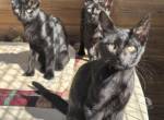 Katzenkinder suchen ein Zuhause