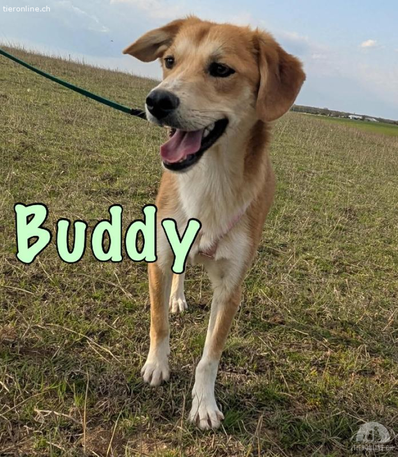 Reserviert - Buddy wünscht sich ein eigenes Zuhause