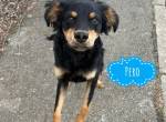Pero ein sehr positiver Hund