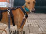 Schüchterne Valeria, w./kastr., Galgo 
