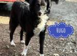 Hugo ein gutmütiger lieber Schatz