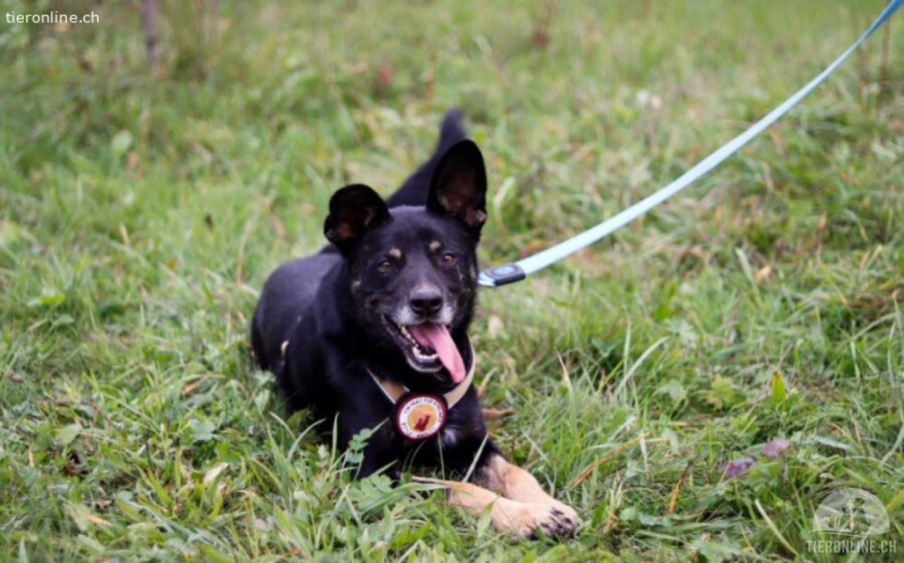Kleiner Schäferhund-Mix Wayra sucht sein Zuhause!