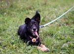Kleiner Schäferhund-Mix Wayra sucht sein Zuhause!