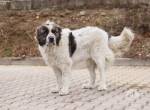 Gracie – eine sanfte Seele mit großem Herzen.