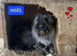 Noel möchte eine Familie