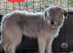 Wallie sucht ihre Familie