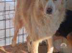 Conor – sucht hundeerfahrene Menschen