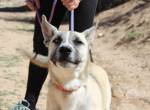 Gebriel - Ein besonderer Hund sucht ein aktives Zuhause