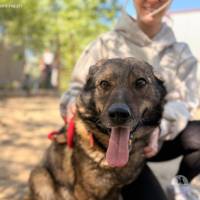 Szimka, liebe, sanfte und menschenbezogene Hundedame