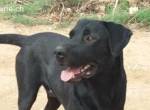Autor, hübscher Hundemann