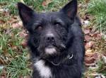 Norbert verschenkt sein Hundeherz