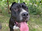 Buster-6 , wundervoller, tapferer & allerliebster Vierbeiner