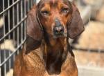 Buddy unser munteres Kerlchen