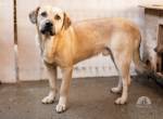 Unsicherer Louis sucht liebevolles Zuhause