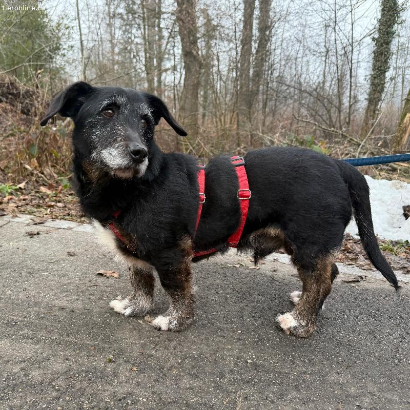 Rexi, Mischling – Hund zur Adoption in Zürich (ZH)