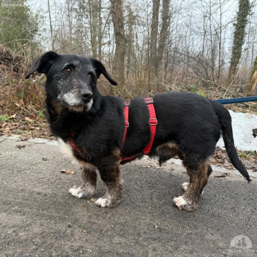Rexi, fitter Seniorhund, sucht ein Zuhause