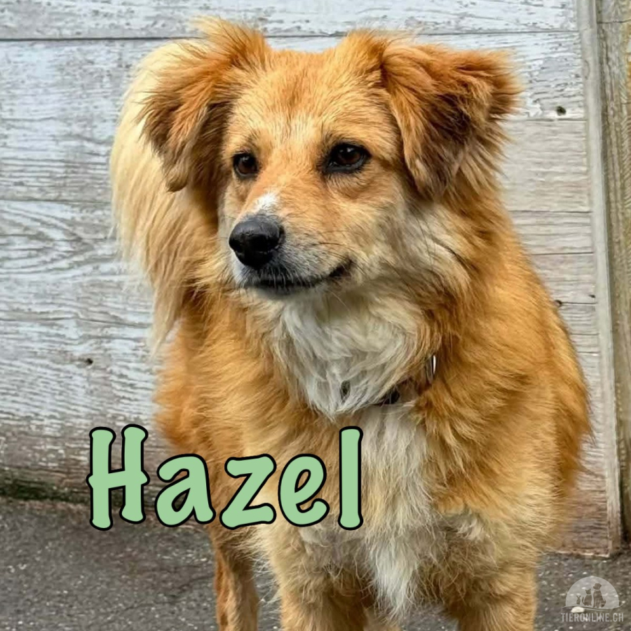 Hazel - bereit für ein neues Leben