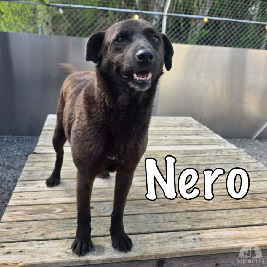 Nero wünscht sich endlich seine Familie