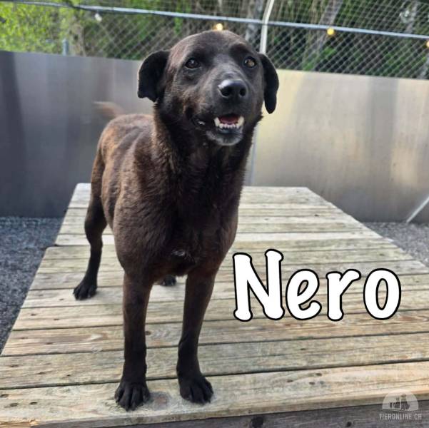 Nero wünscht sich endlich seine Familie 