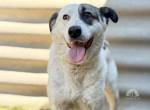Zela, liebe, und dem Menschen sehr zugetane Hundedame