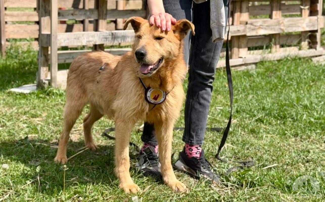 Zurückhaltender, liebenswerter Chayton sucht Körbchen