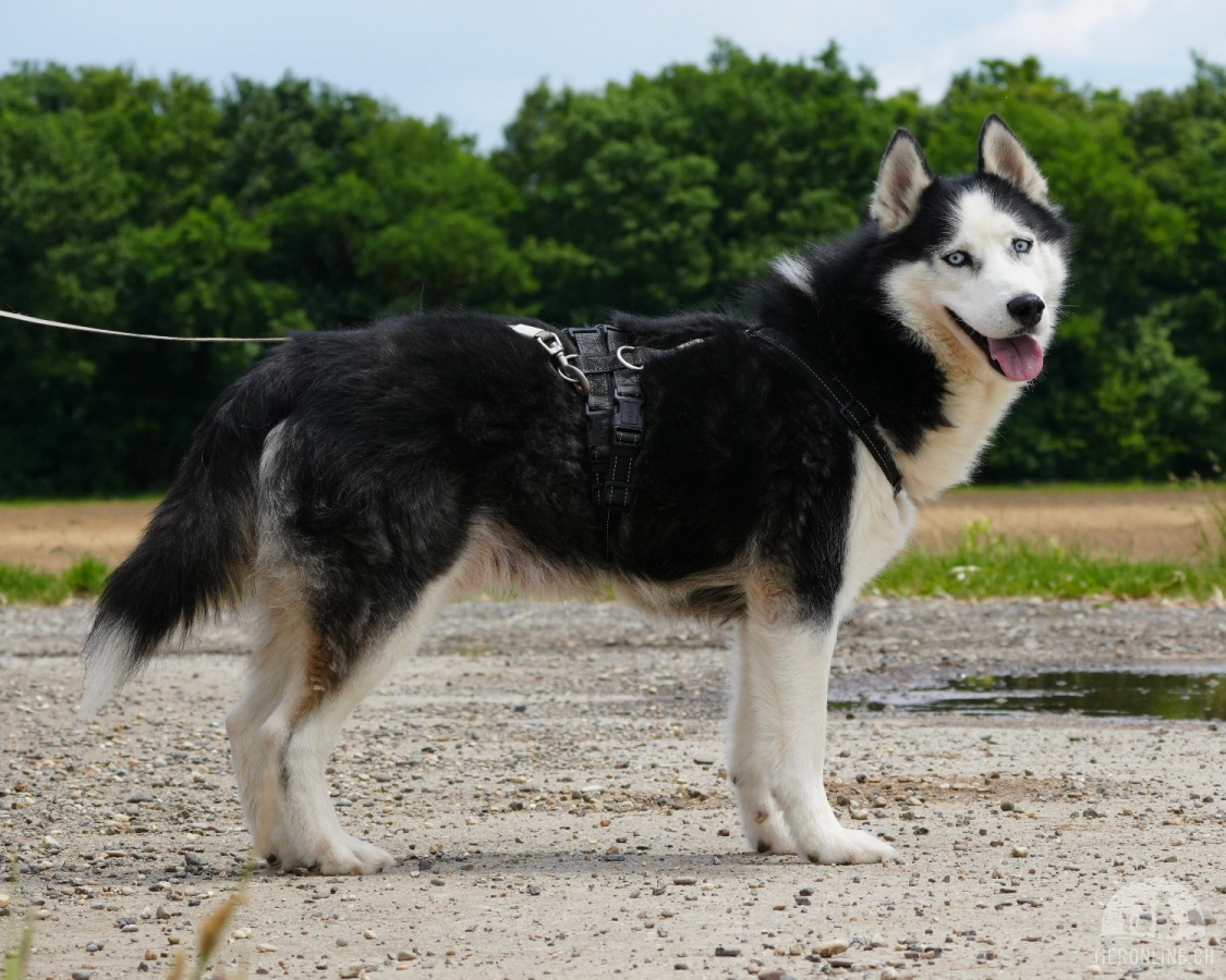 Loki sucht ein liebevolles Zuhause