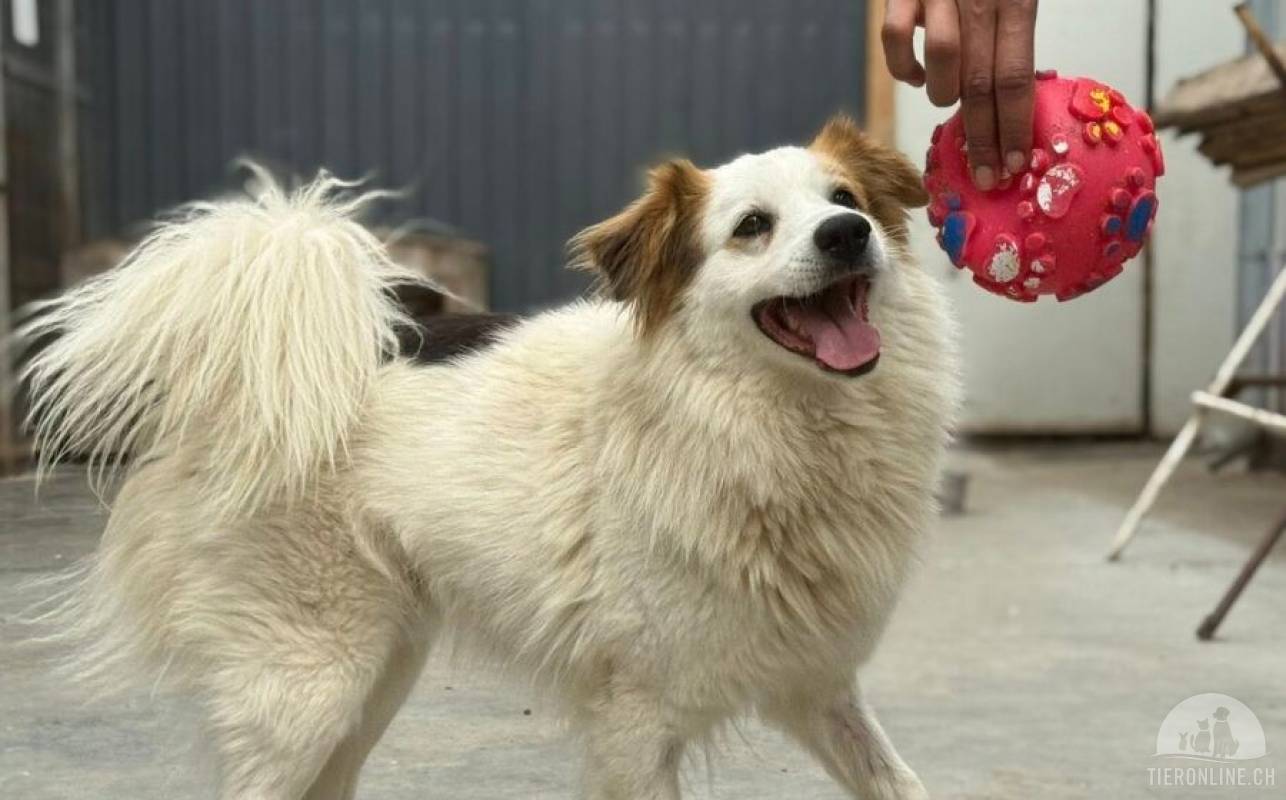 Flauschiger, liebenswerter Snow sucht seine Familie