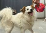 Flauschiger, liebenswerter Snow sucht seine Familie