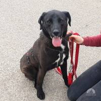 Hunde Schweiz