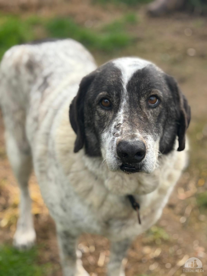 Treuer Hundesenior Tim