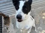 Scrump-voller Lebensfreude auf der Suche nach seinem Mensch