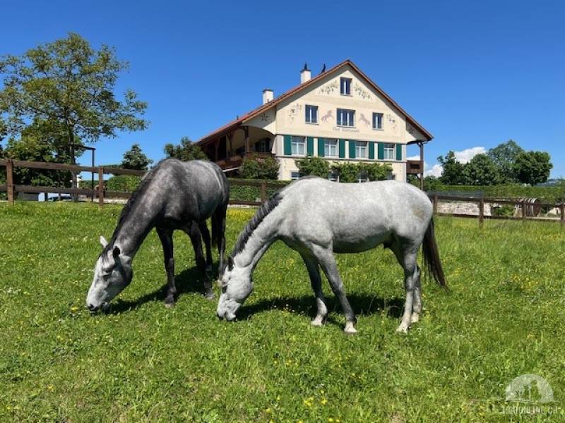 Pferdepfleger/in