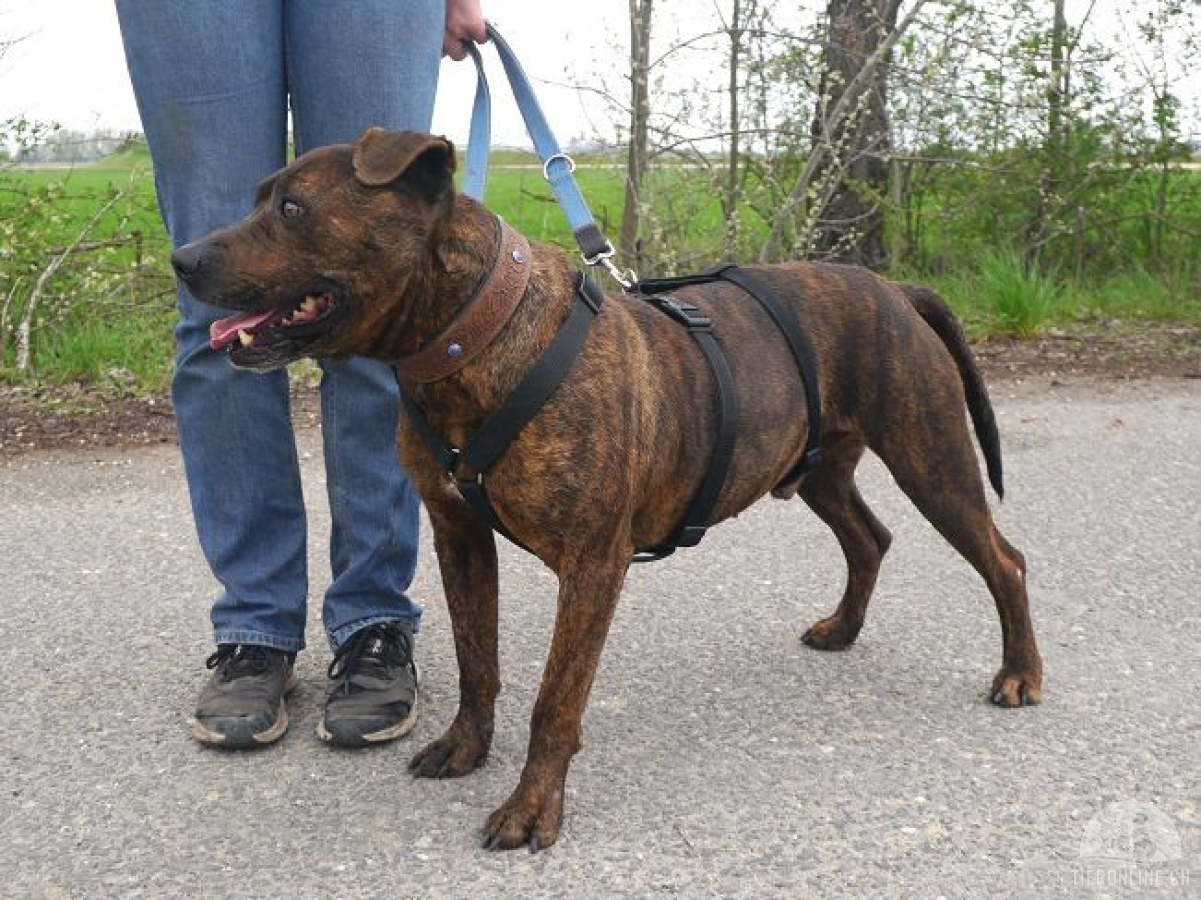 VEGAS, aktiver Mischlingsrüde, ca. 9 Jahre, 48cm, 29kg
