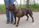 VEGAS, aktiver Mischlingsrüde, ca. 9 Jahre, 48cm, 29kg