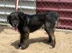 Goran, freundlicher Hundemann