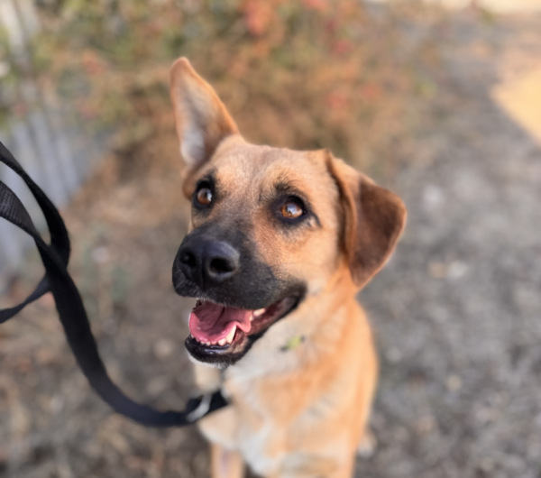 Kajla-5, *Mix – Hund zur Adoption im Kanton St. Gallen