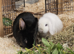 Nagetiere