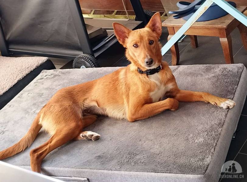 Podenca Zoe