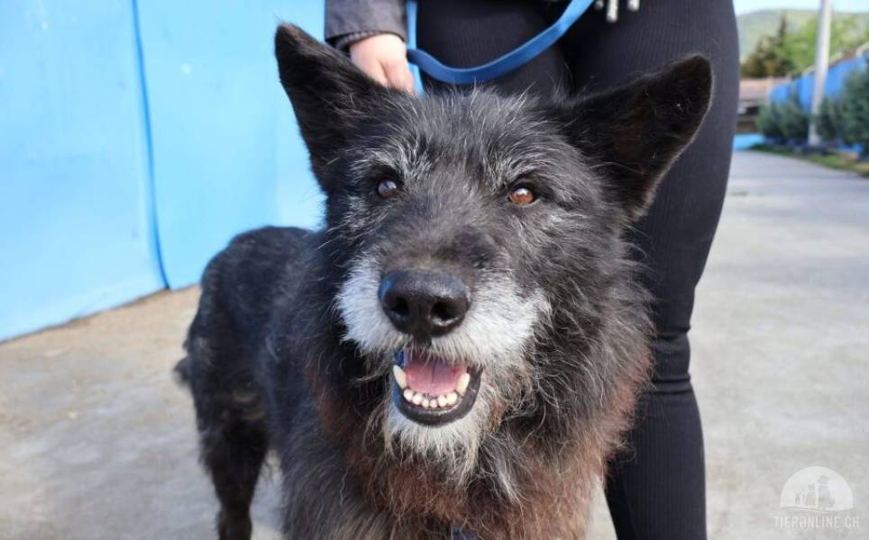 Strubbeliger Senior Barnabas sucht Alterswohnsitz