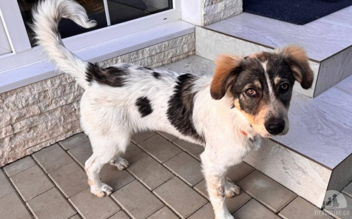 Freundliches Hundemädchen Jasmina sucht Zuhause mit Garten