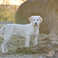 Hundekind Mei sucht ein schönes Zuhause