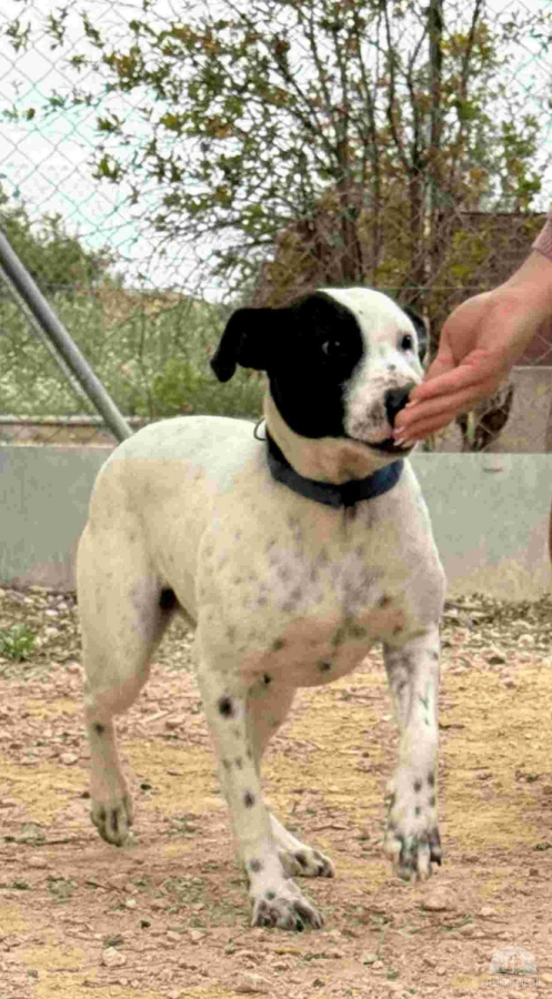 Beily - Lieblings Hund, sie will dir gefallen