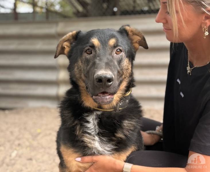 Cezar-8, wunderschöner, eigenständiger Hundemann