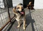 Jason- Ich bin ein menschenbezogener und verschmuster Hund