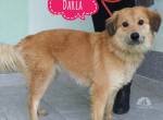 Darla ein freundliches Hundemädchen