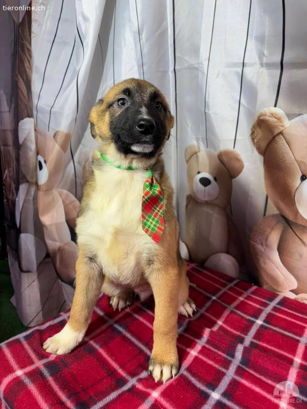 Max – der elegante kleine Gentleman