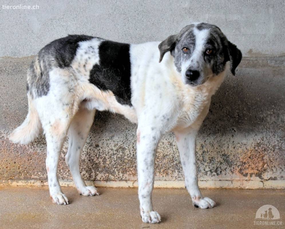 Cadden - Was Zeit mit einem Hund macht...